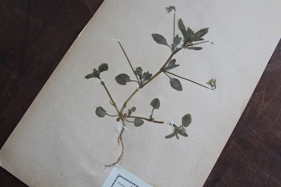 1930s Swedish Herbarium Specimen - European Field Pansy