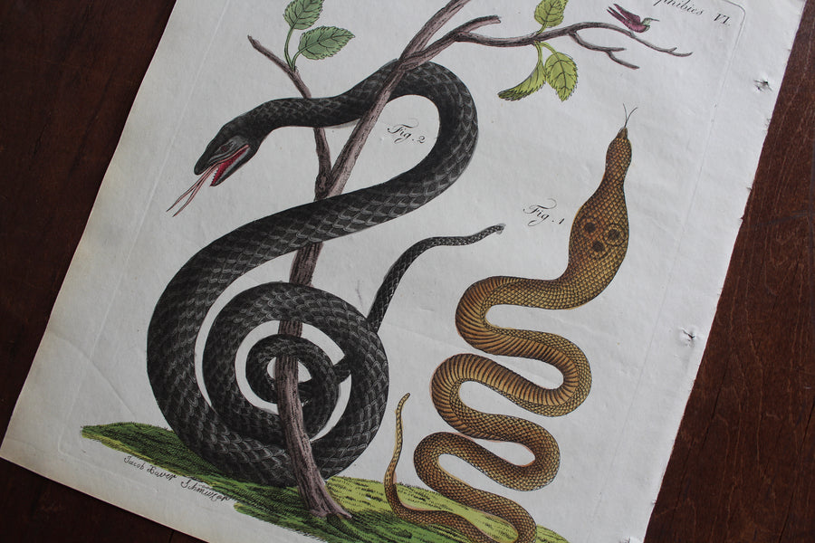1790 Bertuch Cobra and Viper Engraving