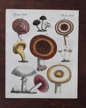1796 Bertuch Mushroom Engraving