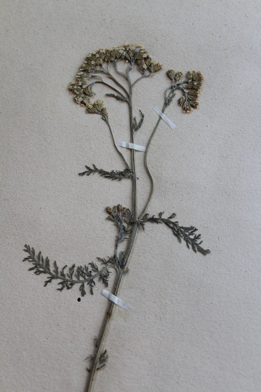 1930s Swedish Herbarium Specimen - Yarrow