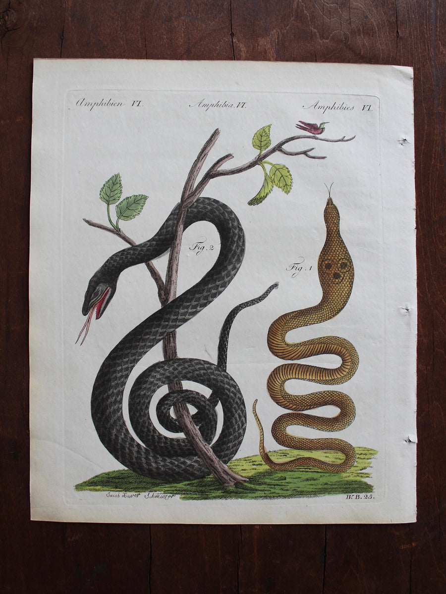 1790 Bertuch Cobra and Viper Engraving
