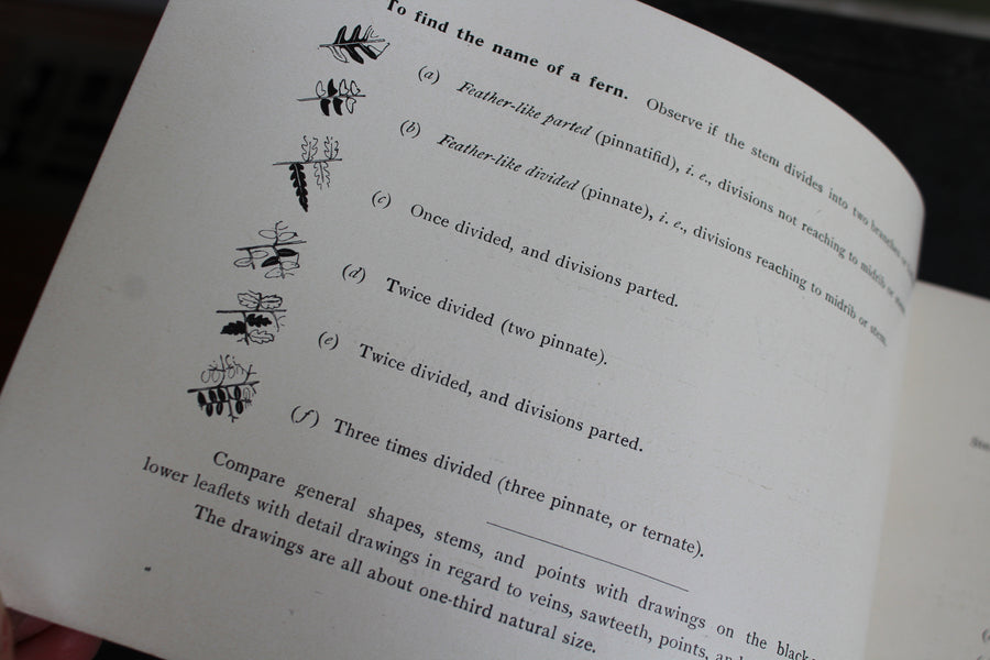 Ferns and Evergreens of New England 1895
