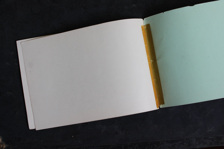 Ferns and Evergreens of New England 1895