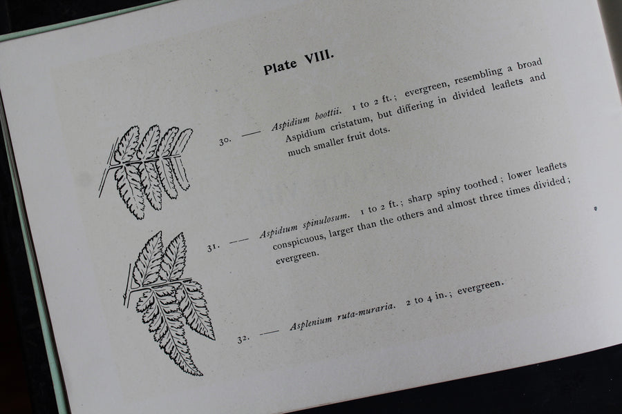 Ferns and Evergreens of New England 1895