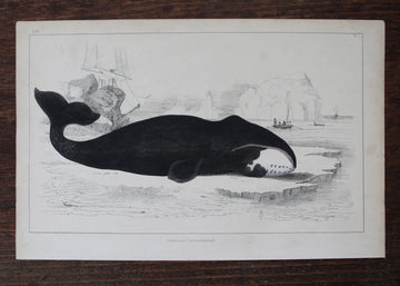 Whale Print - c. 1850