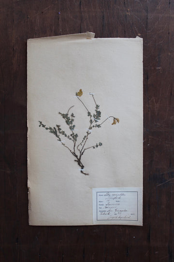 1930s Swedish Herbarium Specimen - Bird’s Foot Trefoil