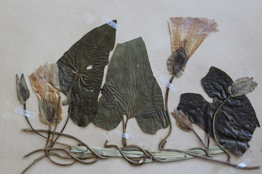 1930s Swedish Herbarium Specimen - Hedge Bindweed