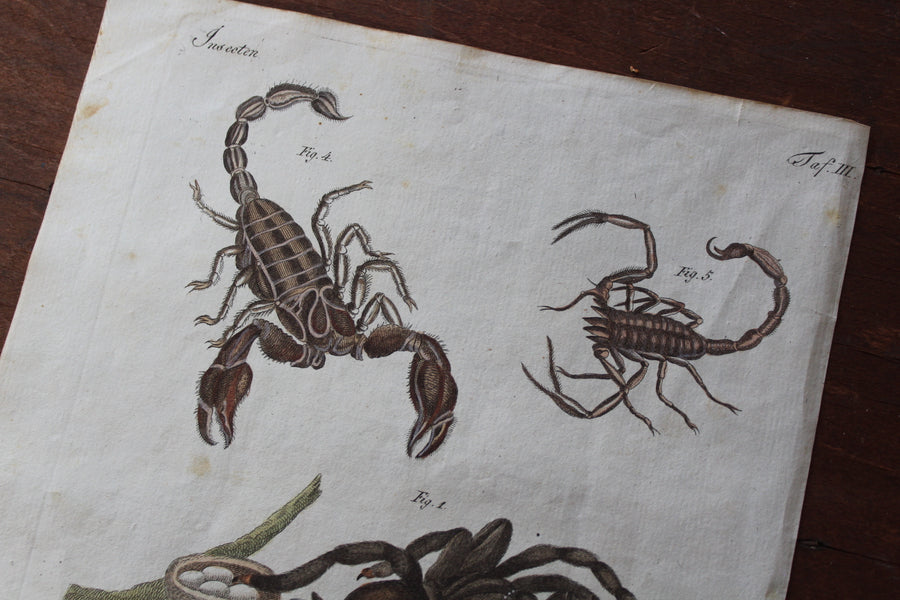 Scorpions and Spiders Engraving - c. 1800