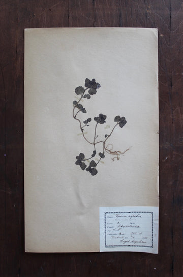 1930s Swedish Herbarium Specimen - Green Field Speedwell
