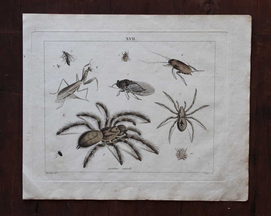 Creepy Crawlies - Large Engraving c. 1800