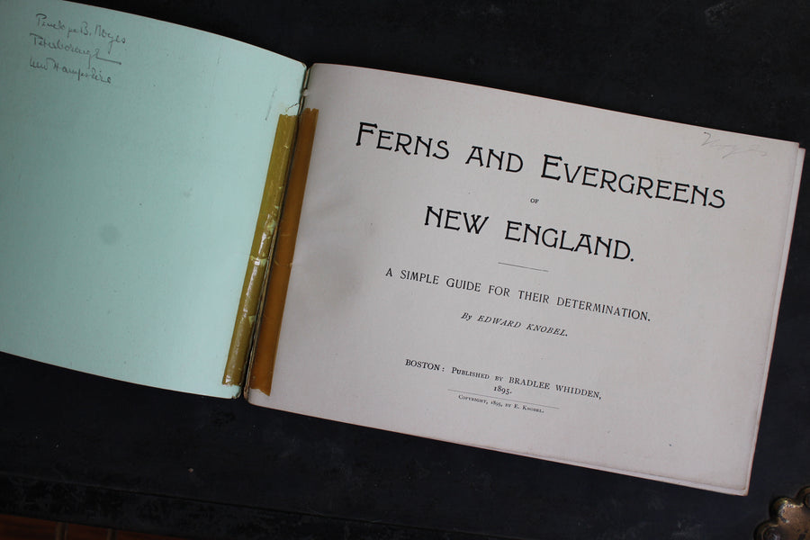 Ferns and Evergreens of New England 1895