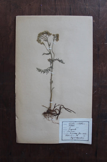 1930s Swedish Herbarium Specimen - Yarrow