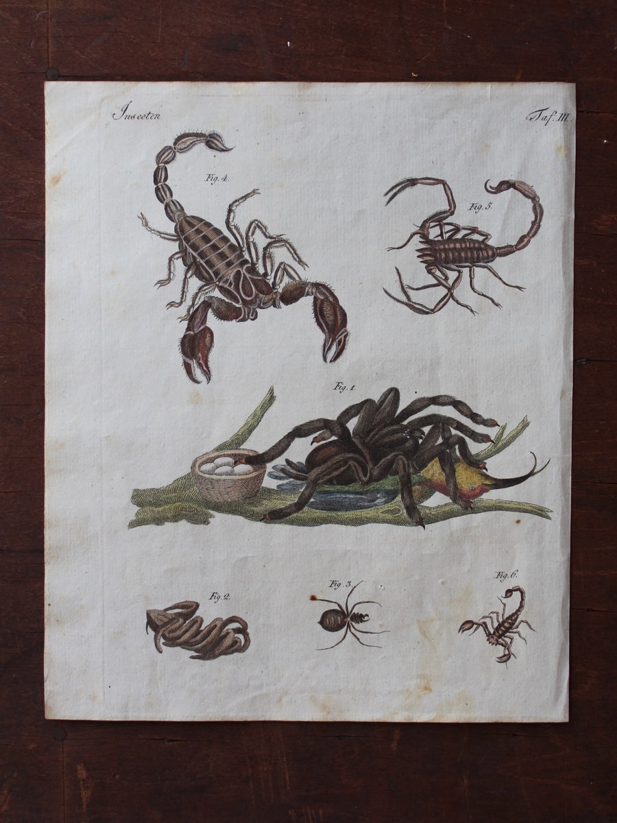 Scorpions and Spiders Engraving - c. 1800