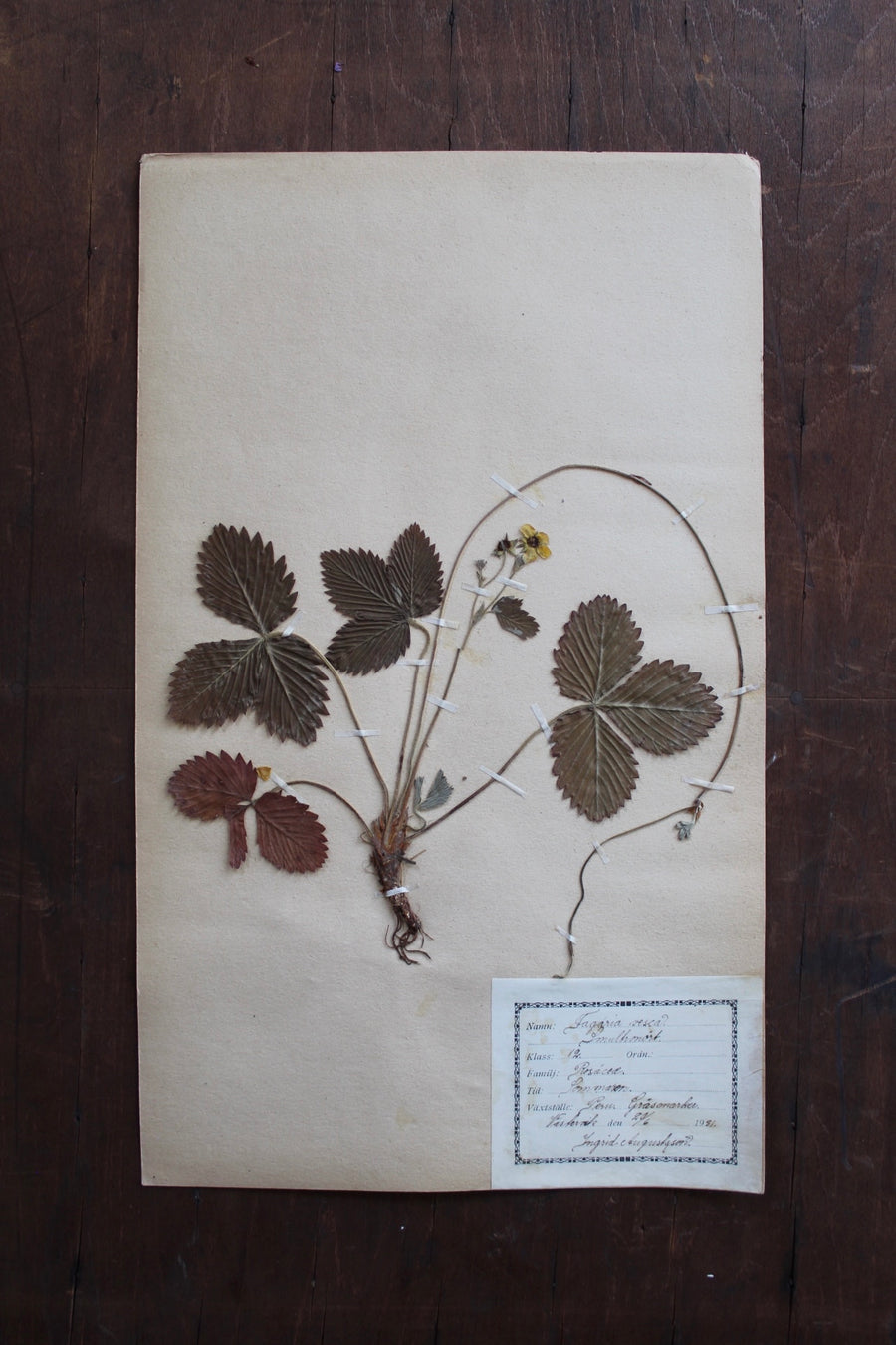 1930s Swedish Herbarium Specimen - Wild Strawberry