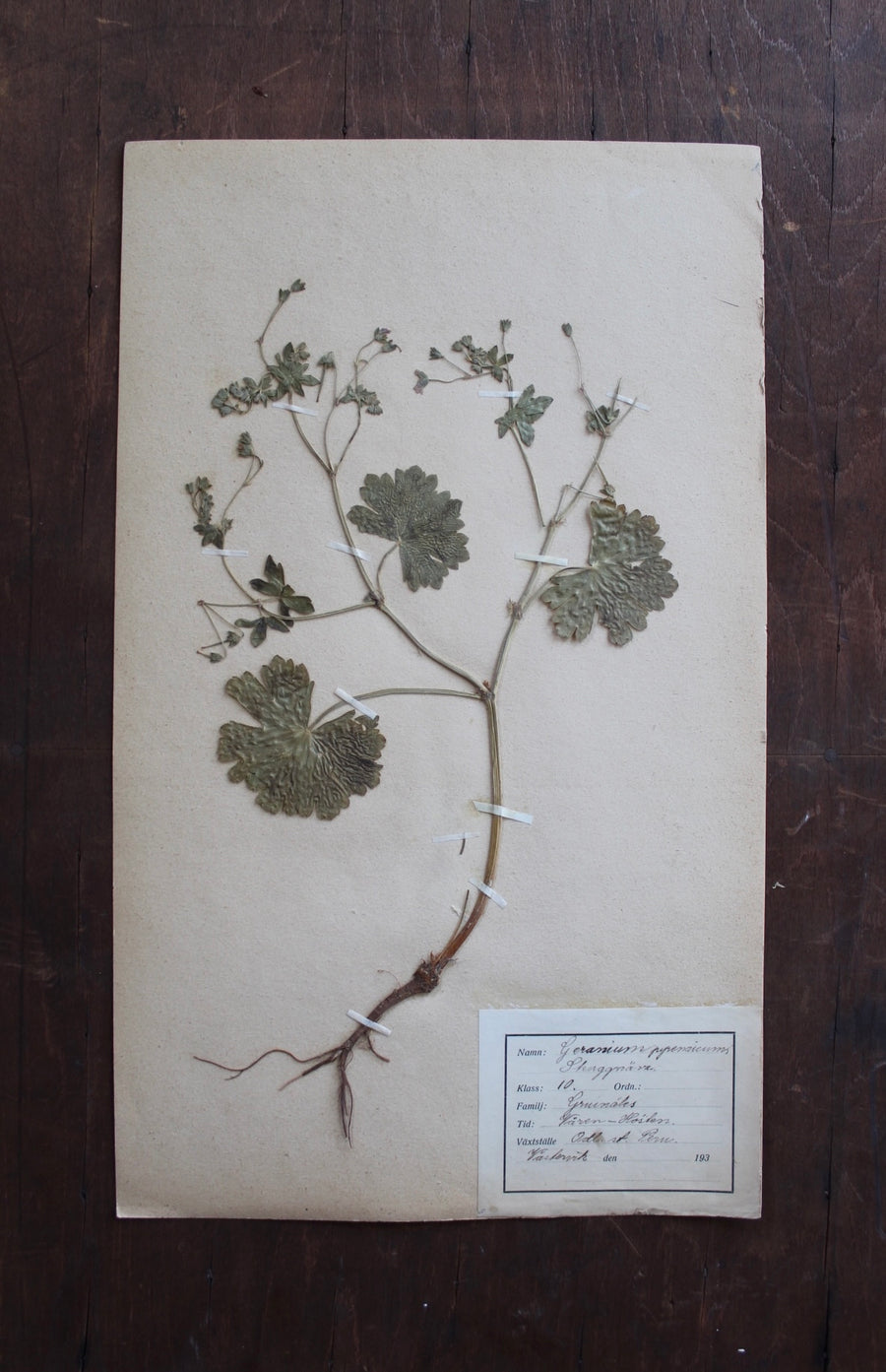 1930s Swedish Herbarium Specimen - Hedgerow Cranesbill
