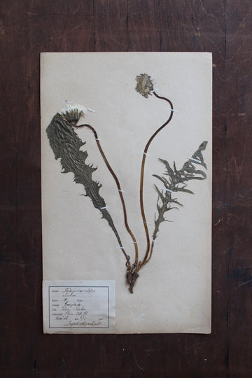 1930s Swedish Herbarium Specimen - Common Dandelion