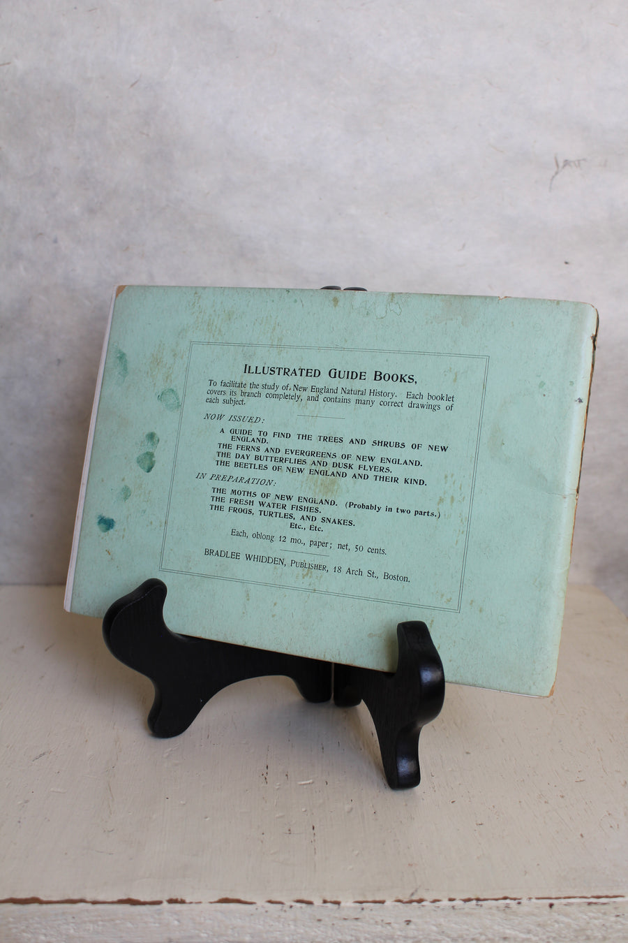 Ferns and Evergreens of New England 1895