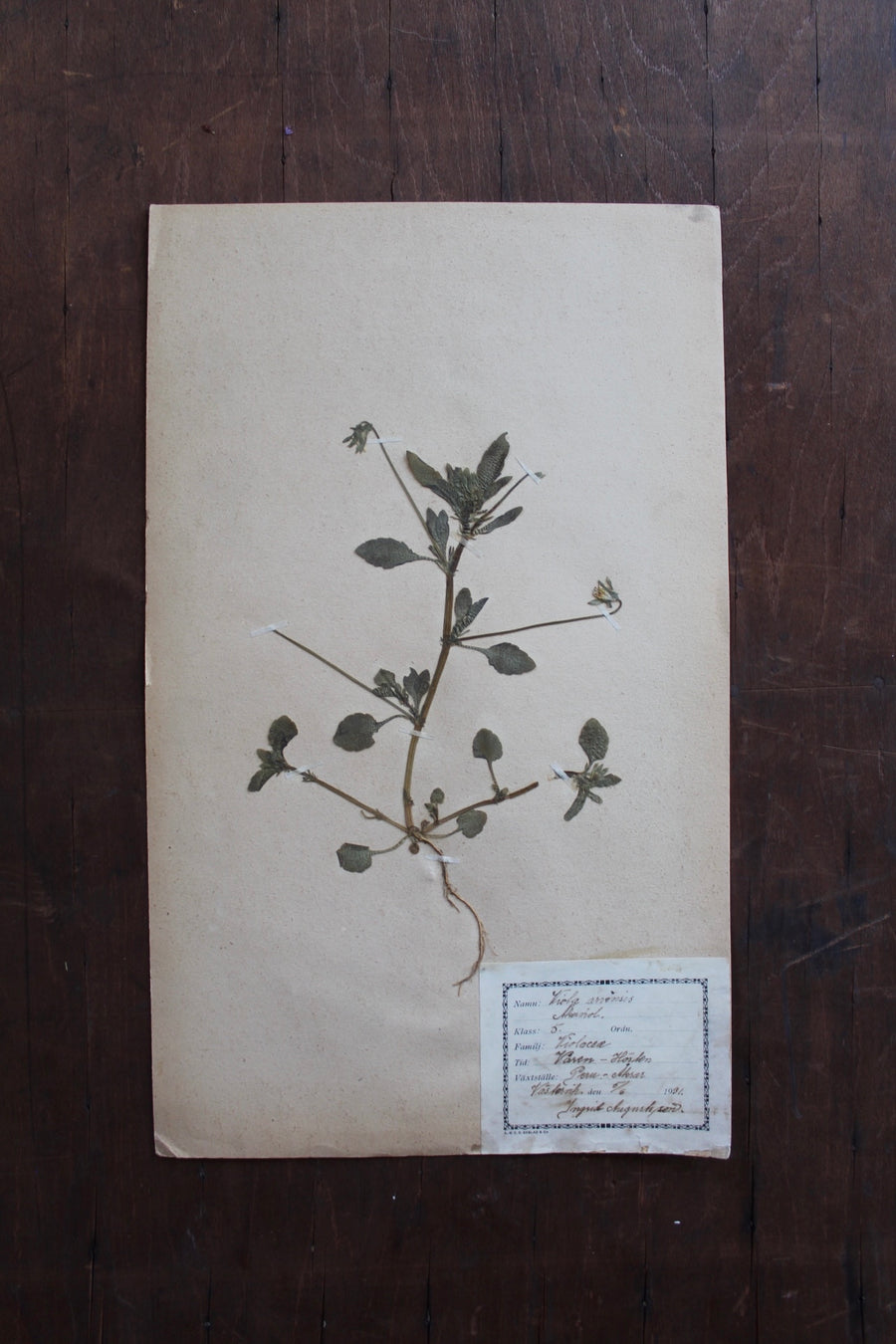 1930s Swedish Herbarium Specimen - European Field Pansy