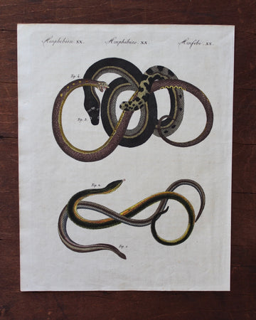Slow Worm and Glass Lizard Engraving - c. 1800