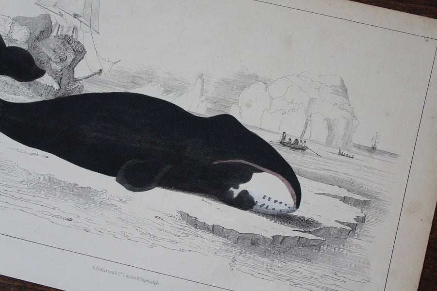 Whale Print - c. 1850