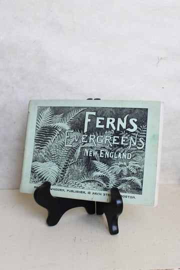 Ferns and Evergreens of New England 1895