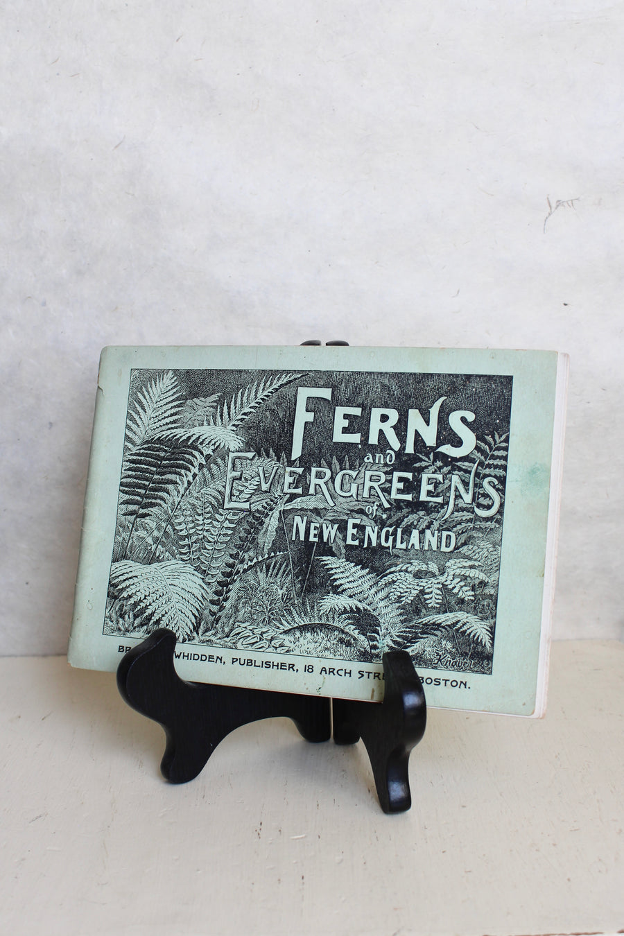Ferns and Evergreens of New England 1895