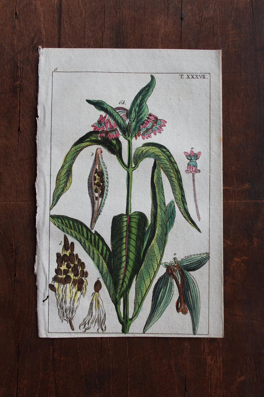 Bertuch Milkweed Engraving c. 1800