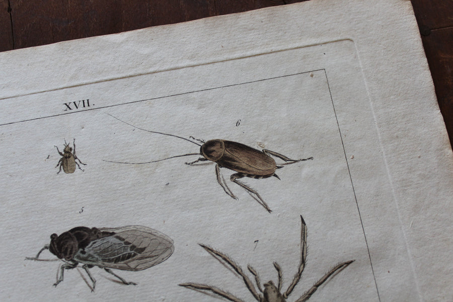 Creepy Crawlies - Large Engraving c. 1800