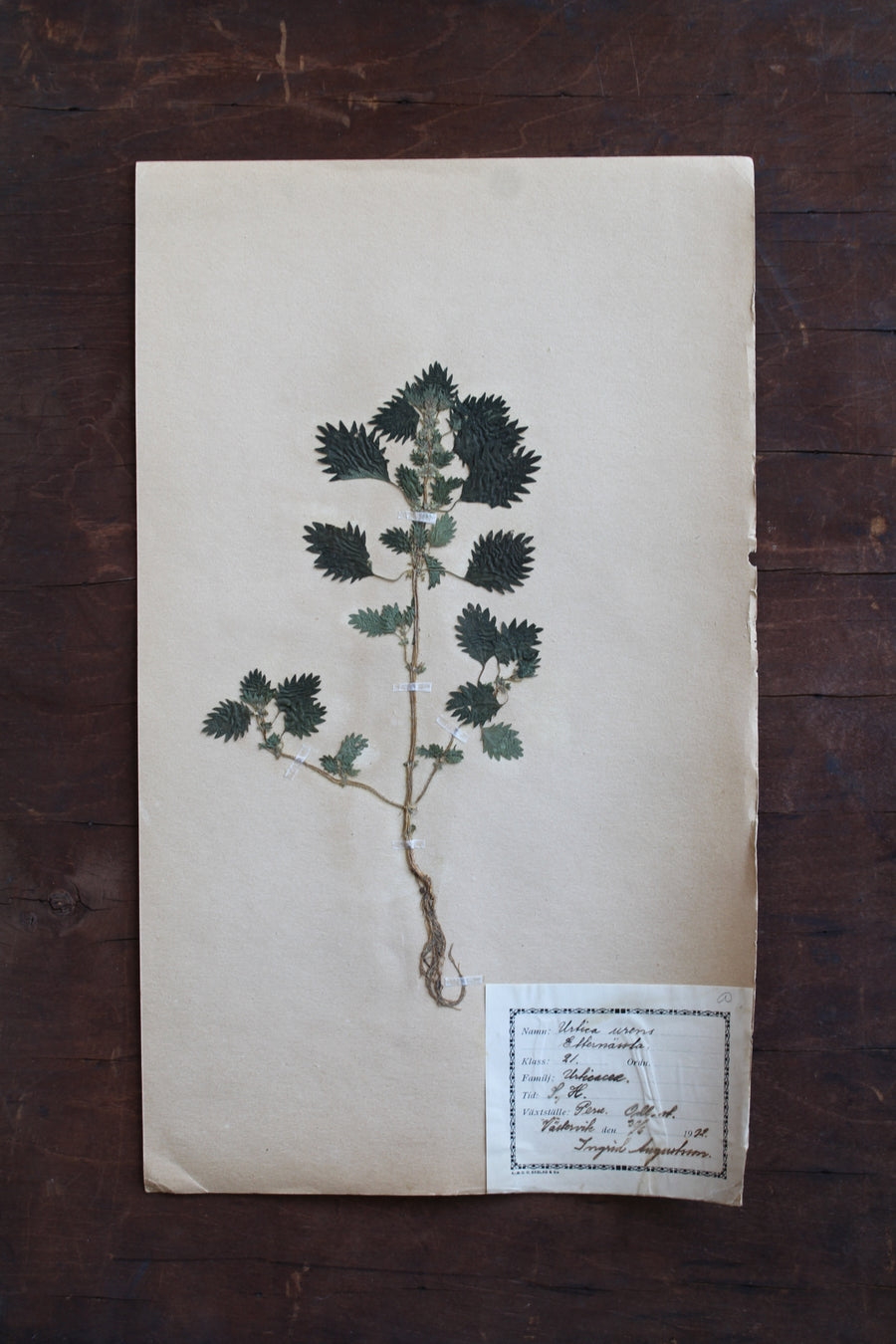 1930s Swedish Herbarium Specimen - Annual Nettle