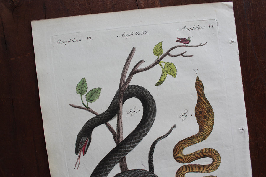 1790 Bertuch Cobra and Viper Engraving