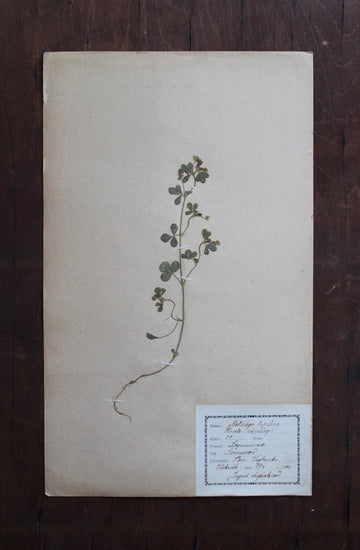 1930s Swedish Herbarium Specimen - Black Medick