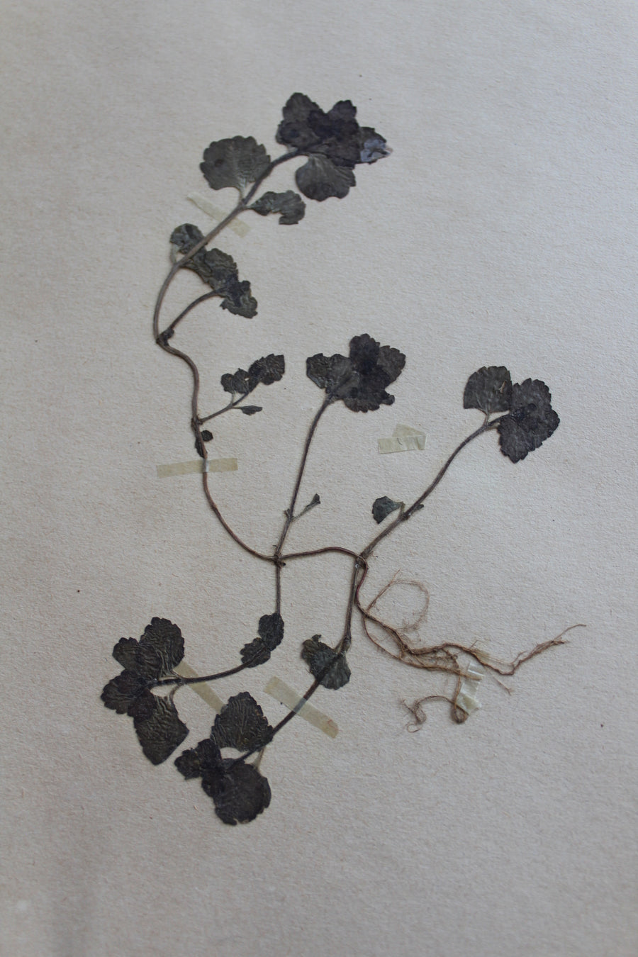 1930s Swedish Herbarium Specimen - Green Field Speedwell