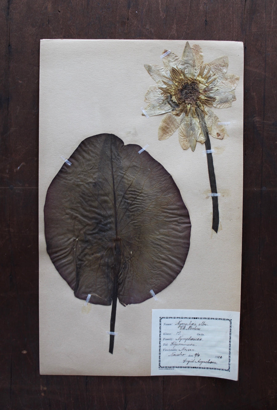 1930s Swedish Herbarium Specimen - White Water-Lily