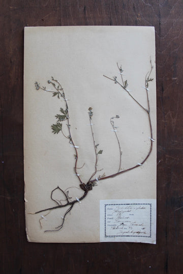 1930s Swedish Herbarium Specimen - Silver Cinquefoil