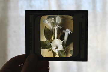Datura Antique Glass Slide