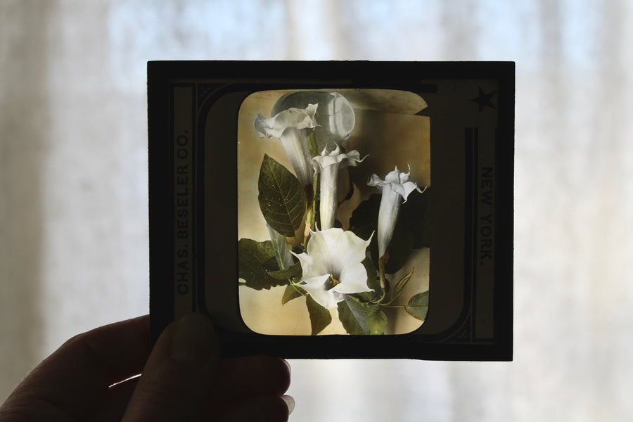 Datura Antique Glass Slide