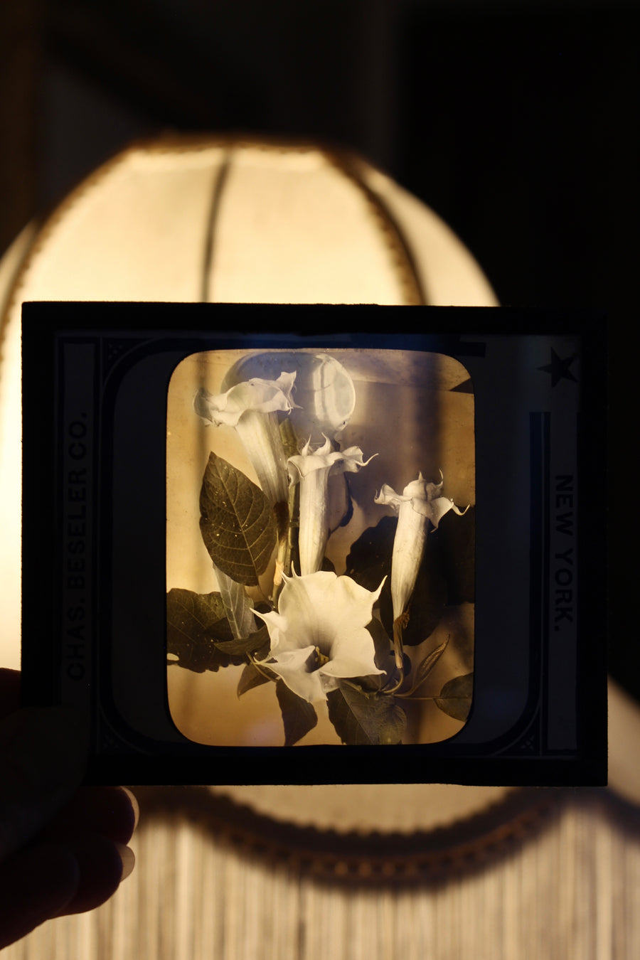 Datura Antique Glass Slide