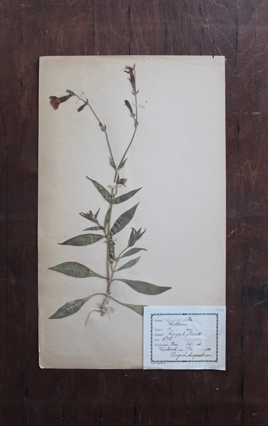 1930s Swedish Herbarium Specimen - White Rose Campion