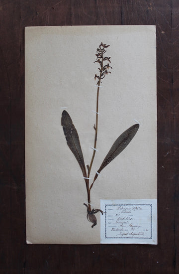 1930s Swedish Herbarium Specimen - Lesser Butterfly Orchid