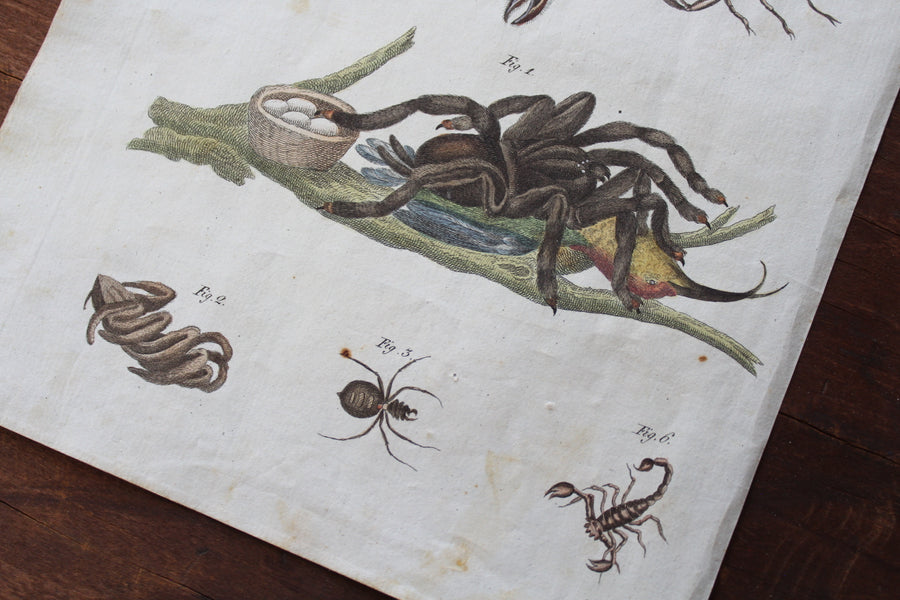 Scorpions and Spiders Engraving - c. 1800