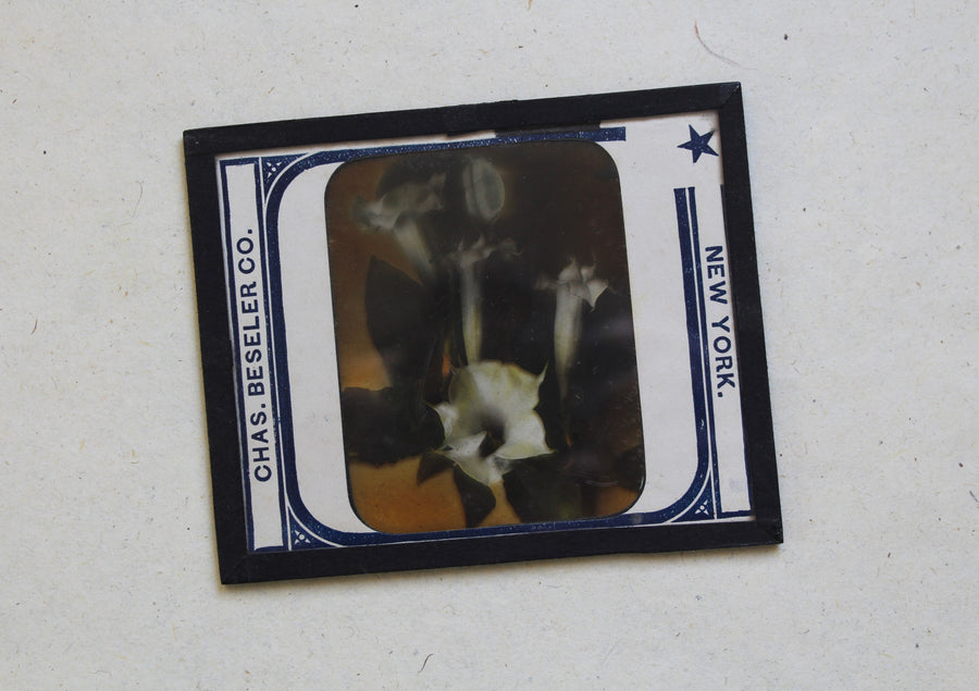 Datura Antique Glass Slide