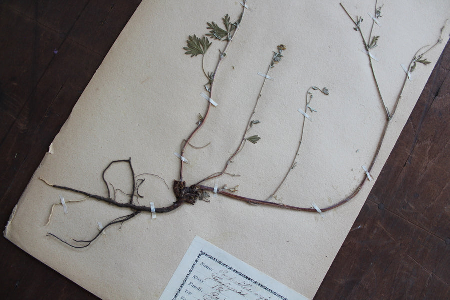 1930s Swedish Herbarium Specimen - Silver Cinquefoil