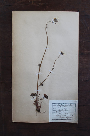 1930s Swedish Herbarium Specimen - Meadow Saxifrage
