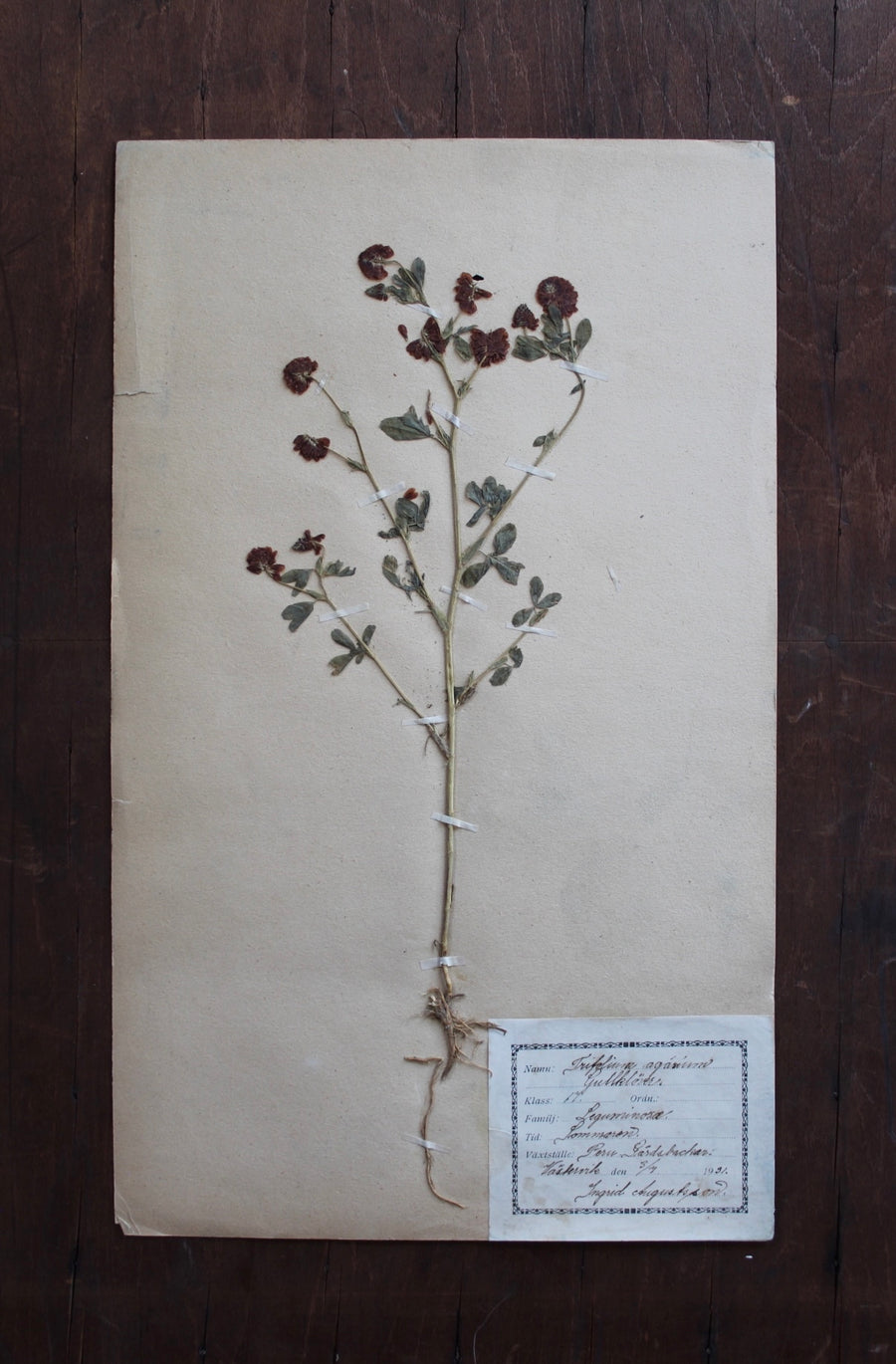 1930s Swedish Herbarium Specimen - Large Hop Clover
