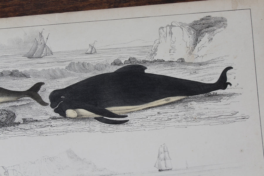 Narwhal Print - c. 1850