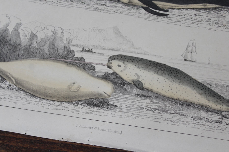 Narwhal Print - c. 1850