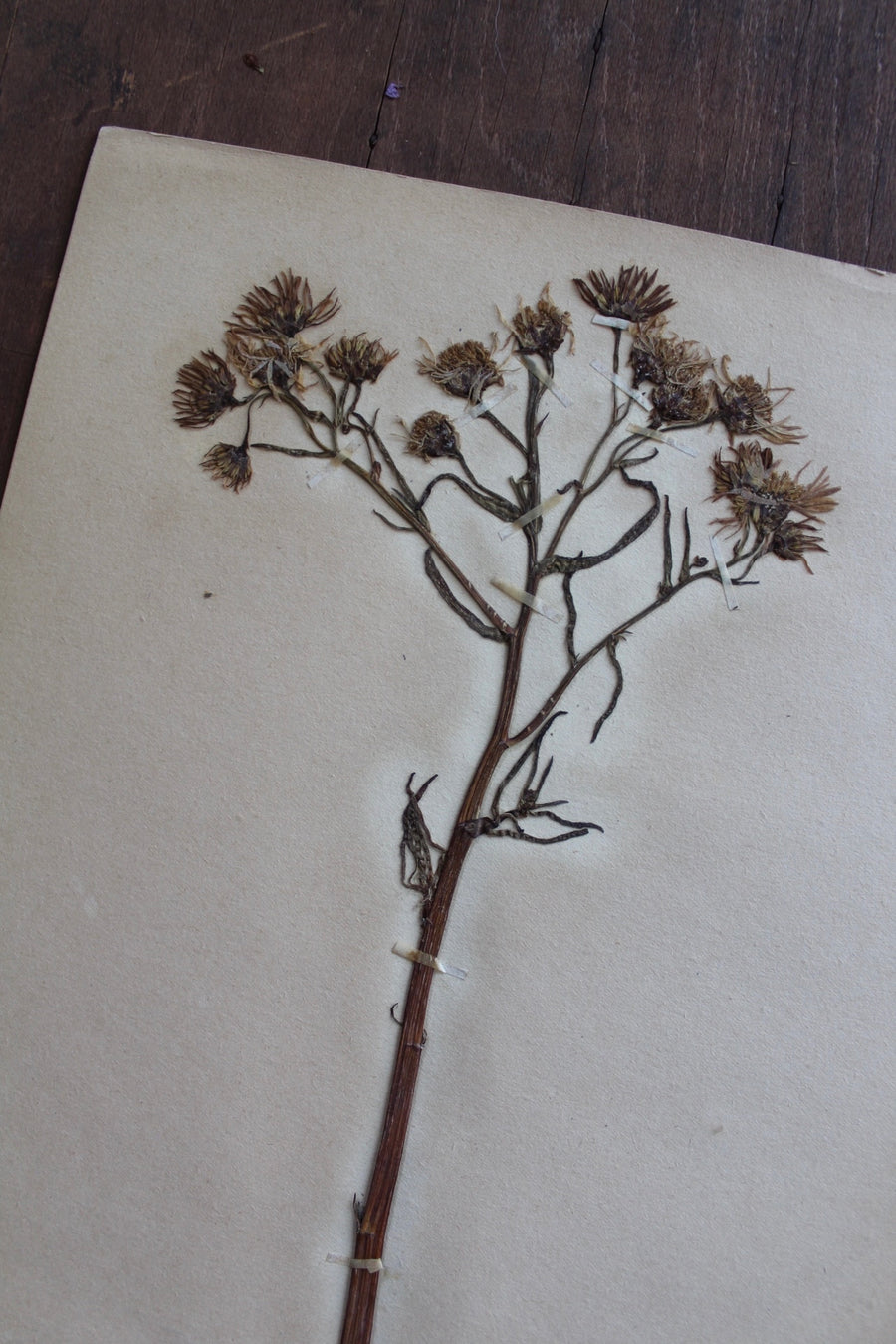 1930s Swedish Herbarium Specimen - Sea Aster