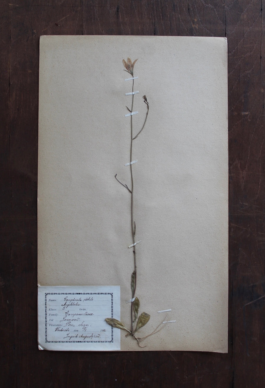 1930s Swedish Herbarium Specimen - Spreading Bellflower