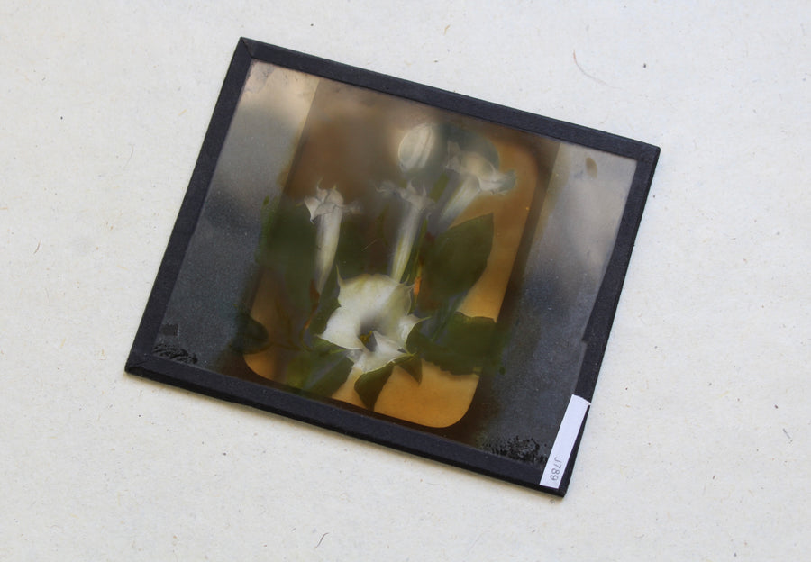 Datura Antique Glass Slide