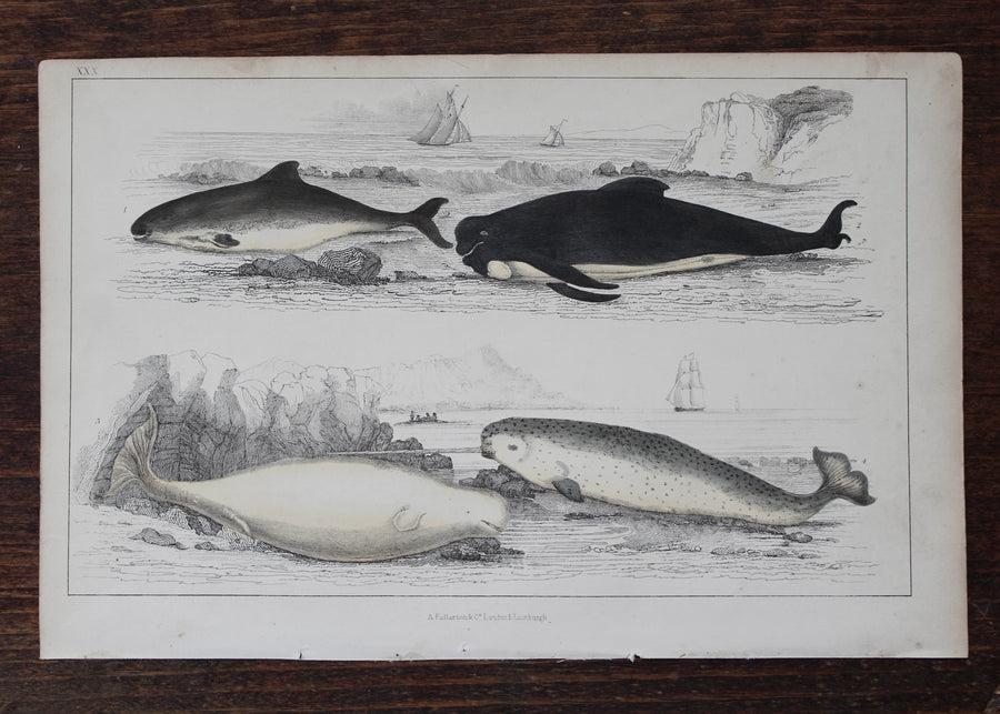 Narwhal Print - c. 1850